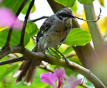 Long-tailed Mockingbird