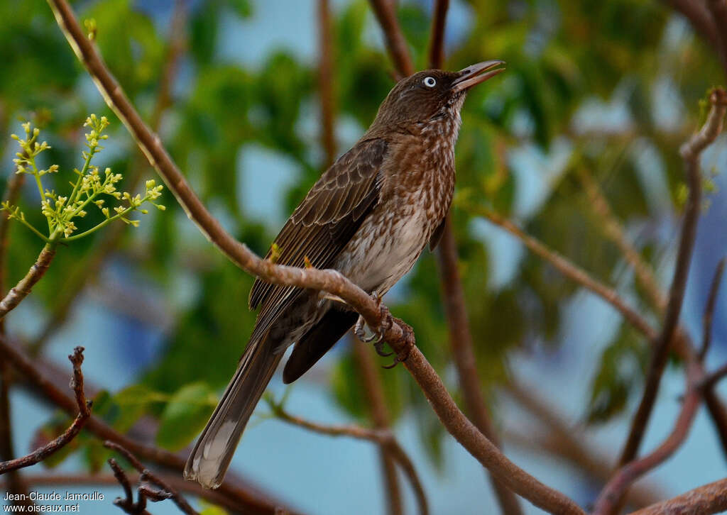 Moqueur corossoladulte, chant, Comportement