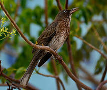 Pearly-eyed Thrasher