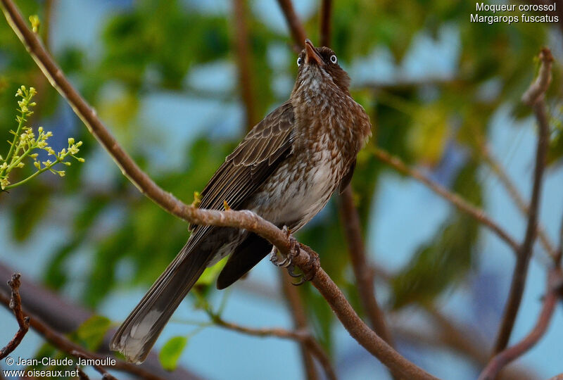 Pearly-eyed Thrasher, song