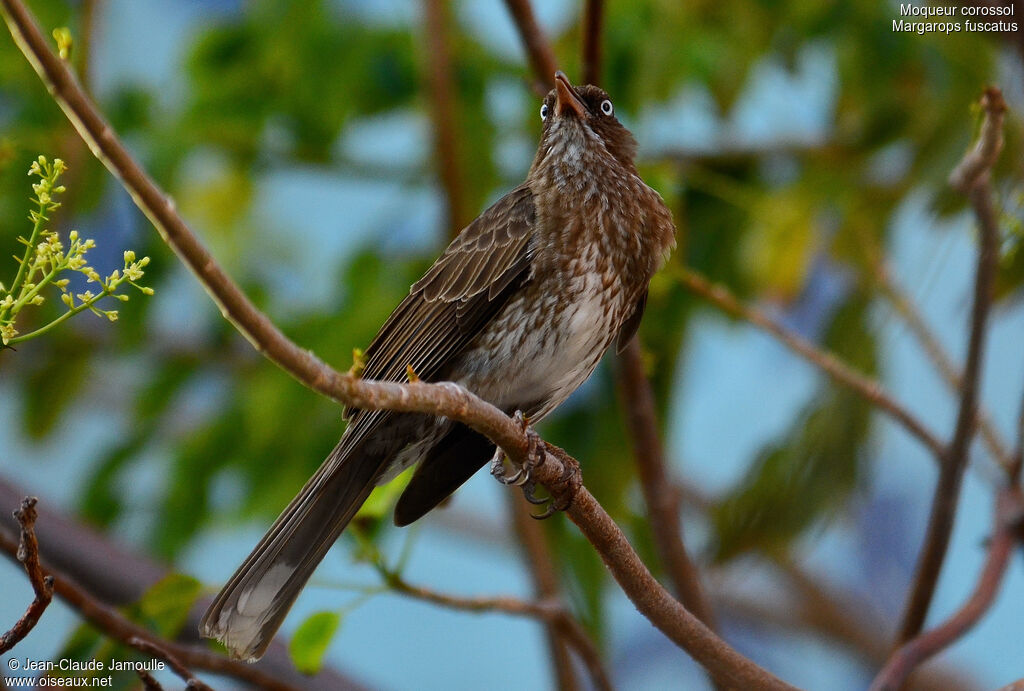 Moqueur corossol, chant