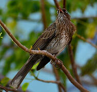 Pearly-eyed Thrasher