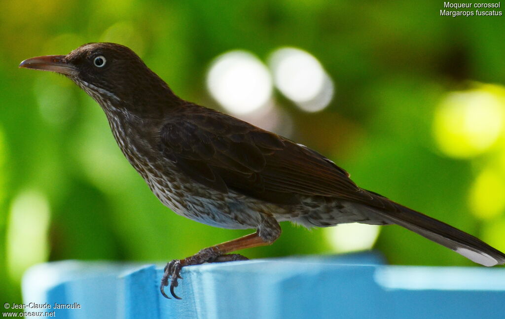 Moqueur corossol, identification