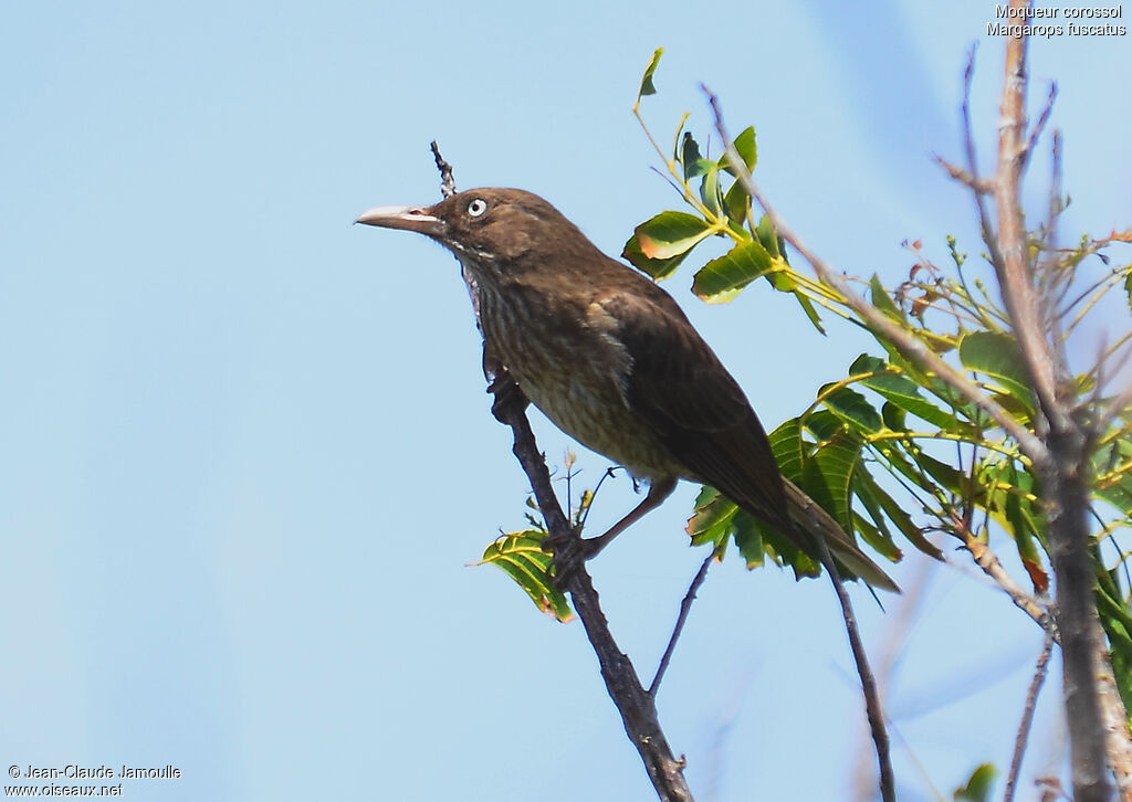 Pearly-eyed Thrasher