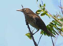 Pearly-eyed Thrasher