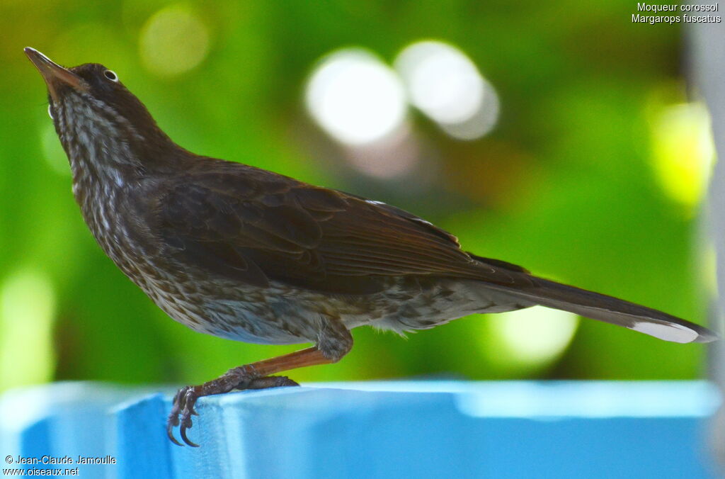 Pearly-eyed Thrasher, Behaviour