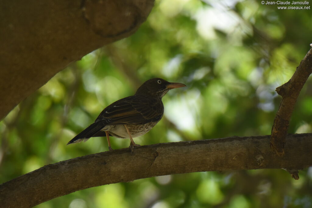 Pearly-eyed Thrasher