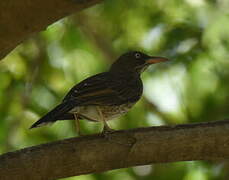 Pearly-eyed Thrasher