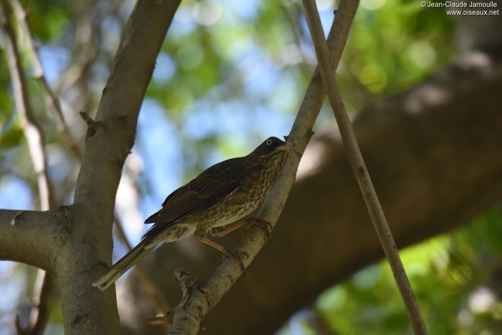 Pearly-eyed Thrasher