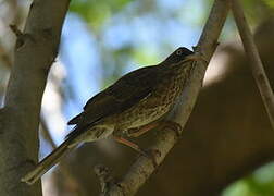 Pearly-eyed Thrasher