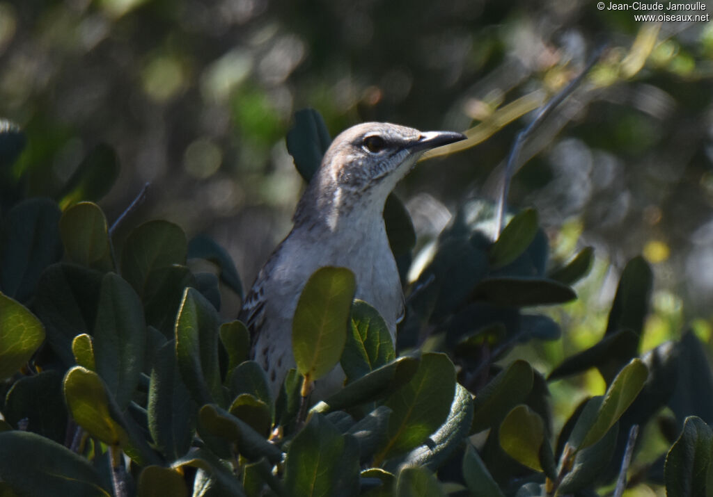 Moqueur des Bahamas