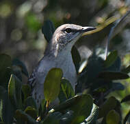 Bahama Mockingbird