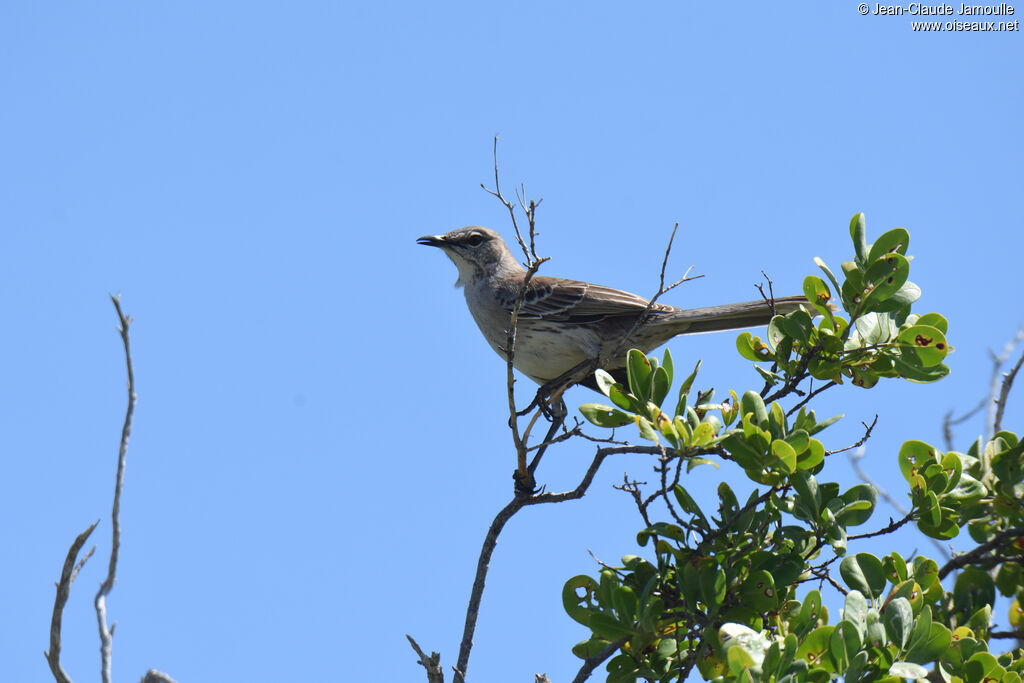 Bahama Mockingbird