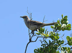 Bahama Mockingbird