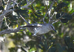 Bahama Mockingbird