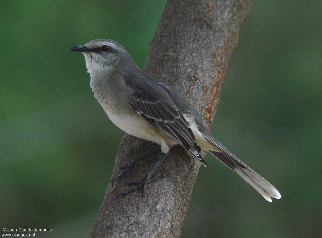 Tropical Mockingbird