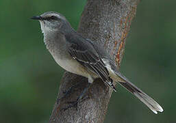 Tropical Mockingbird