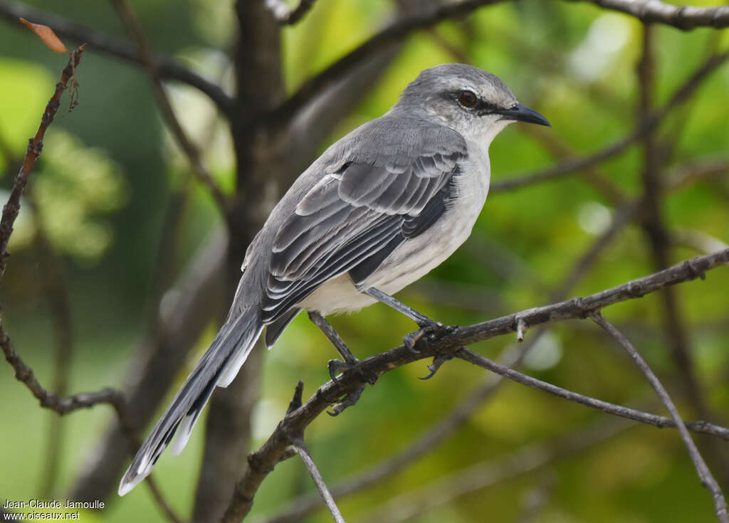 Tropical Mockingbirdadult transition, identification