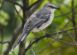 Tropical Mockingbird