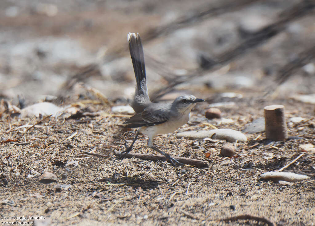 Tropical Mockingbird, walking, Behaviour