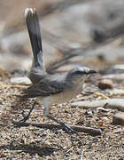 Tropical Mockingbird