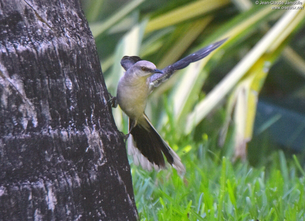 Tropical Mockingbird