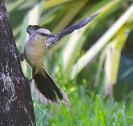 Tropical Mockingbird