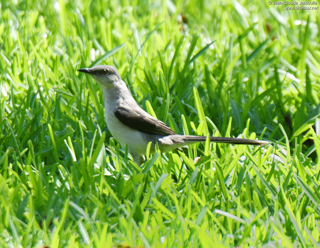 Tropical Mockingbird