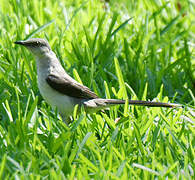 Tropical Mockingbird