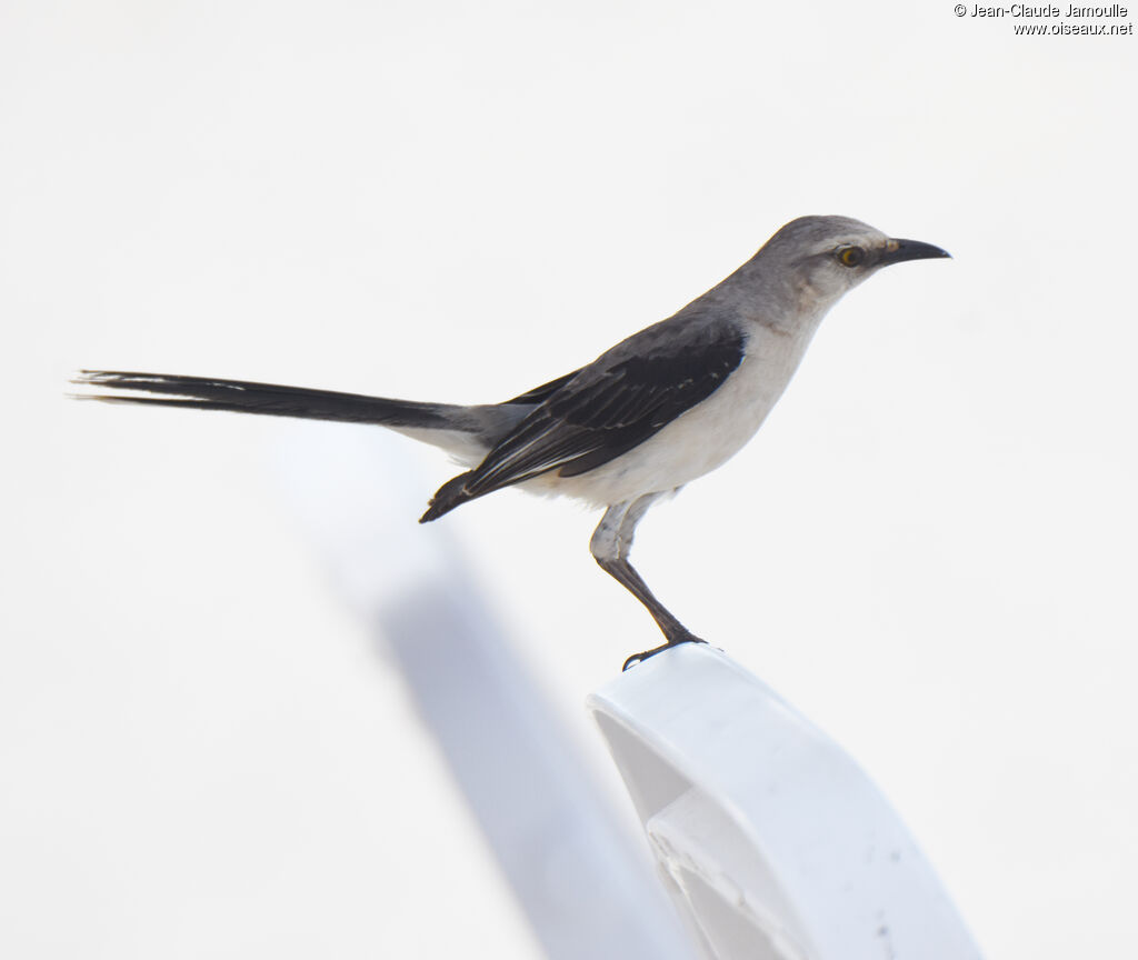 Tropical Mockingbird