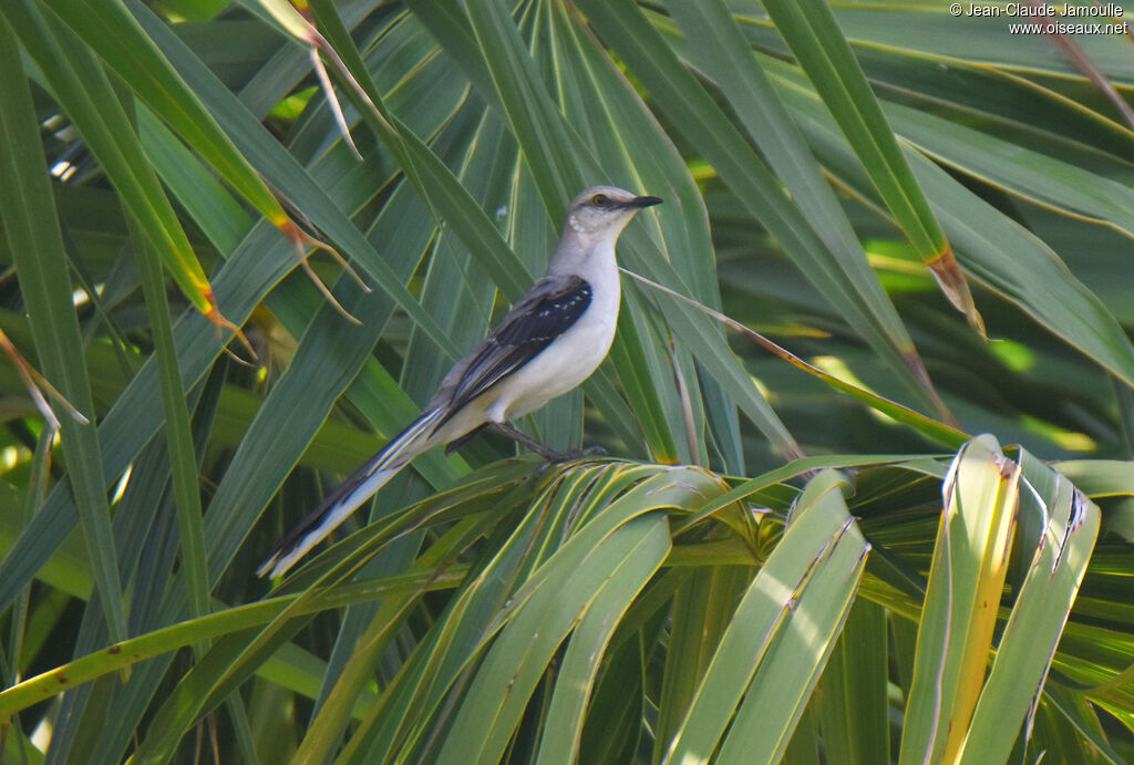 Tropical Mockingbird