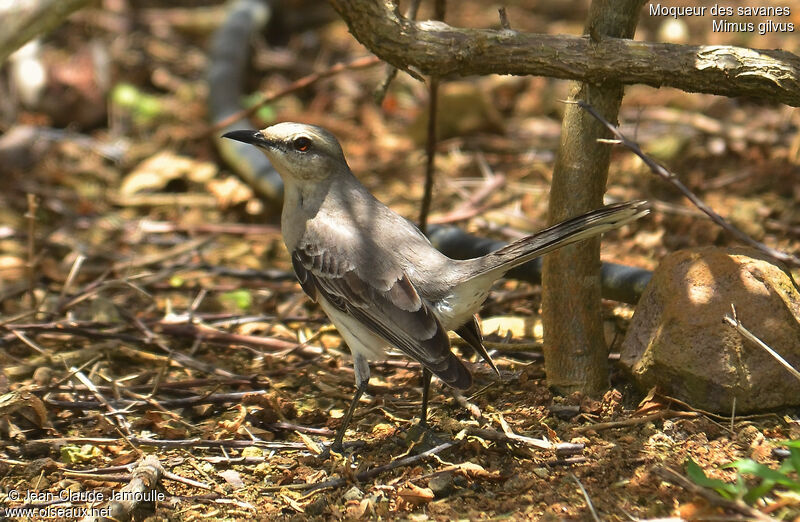 Tropical Mockingbird, identification, Behaviour
