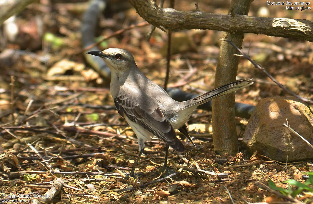 Moqueur des savanes, identification, Comportement