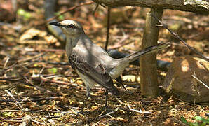 Tropical Mockingbird