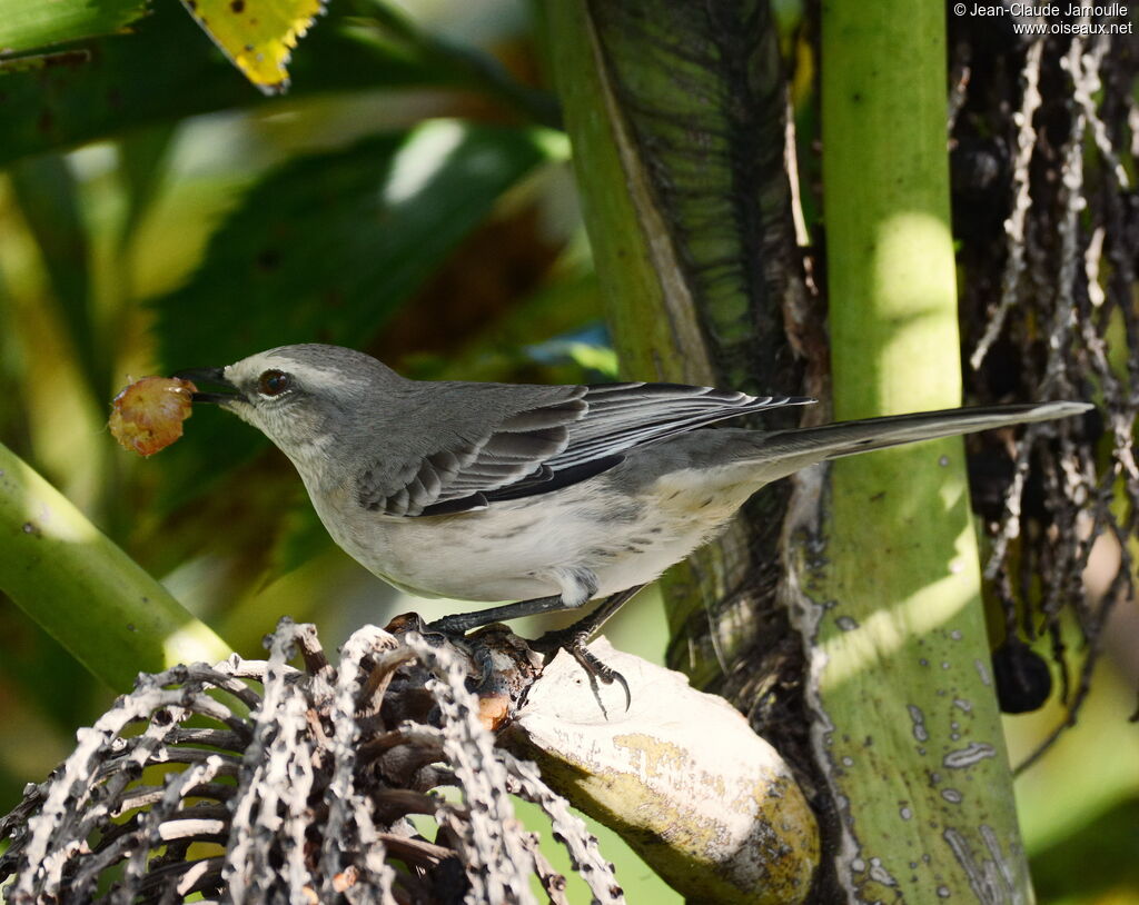 Tropical Mockingbirdadult, identification, aspect, Flight, feeding habits, eats