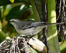 Tropical Mockingbird