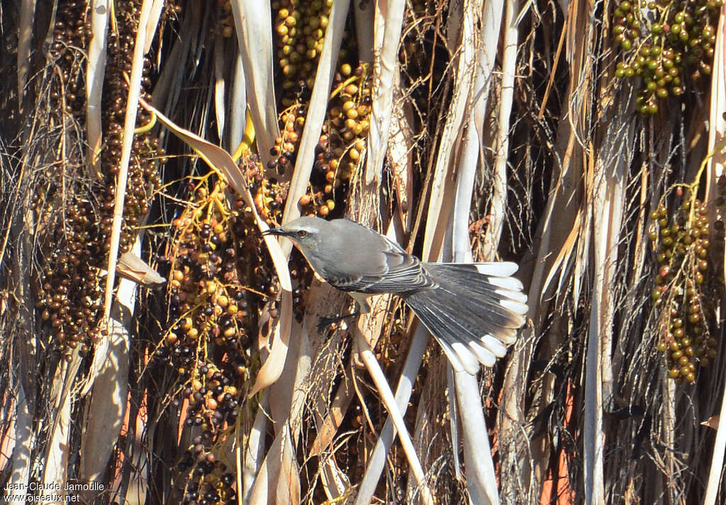 Tropical Mockingbirdadult, aspect, pigmentation, Flight, eats