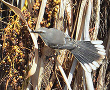 Tropical Mockingbird