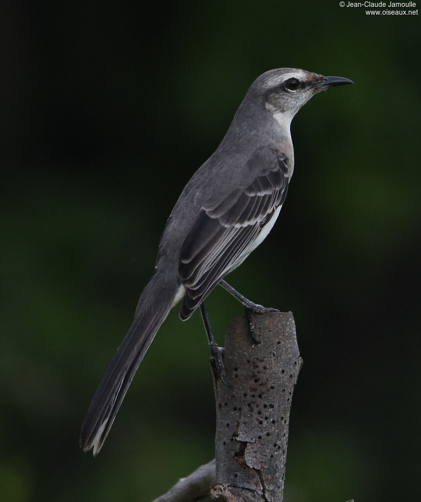 Tropical Mockingbird