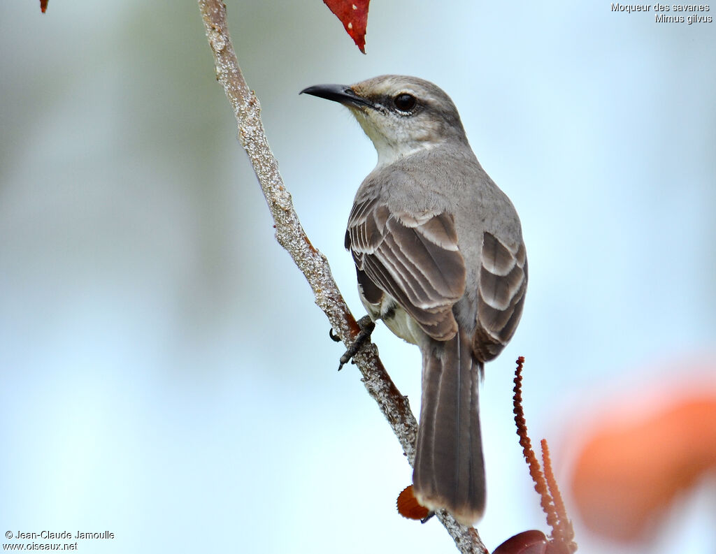 Tropical Mockingbird, Behaviour