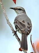 Tropical Mockingbird