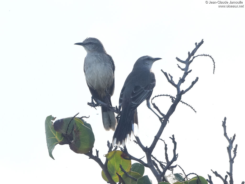 Tropical Mockingbird