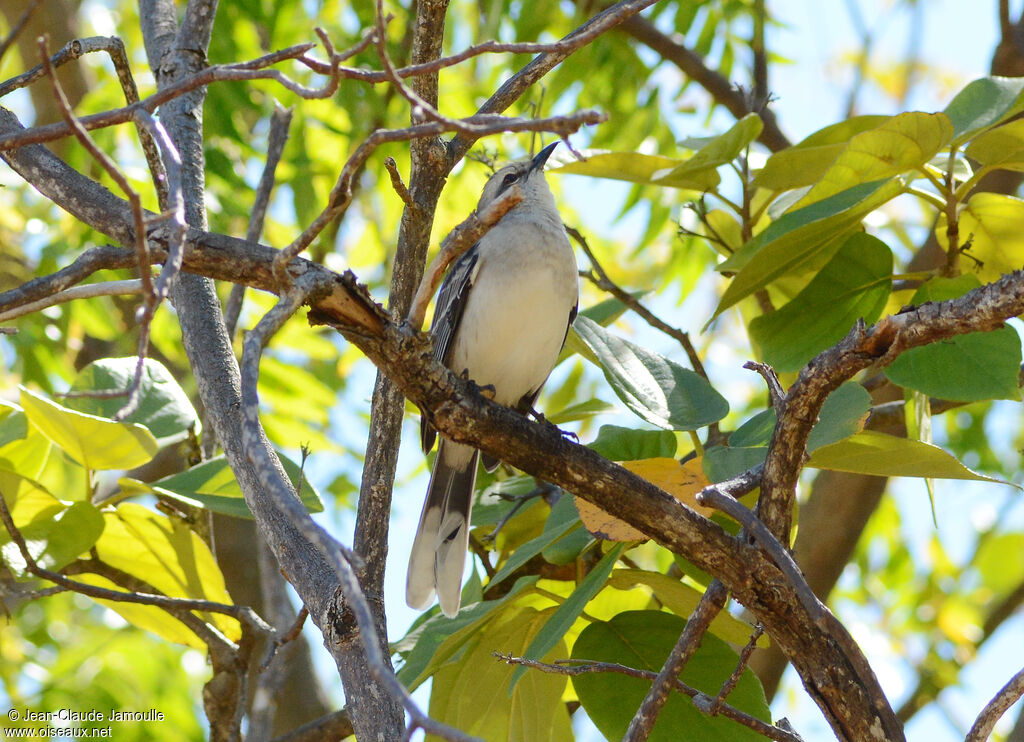 Tropical Mockingbird