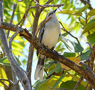 Tropical Mockingbird