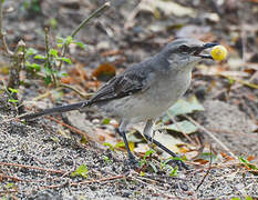 Tropical Mockingbird