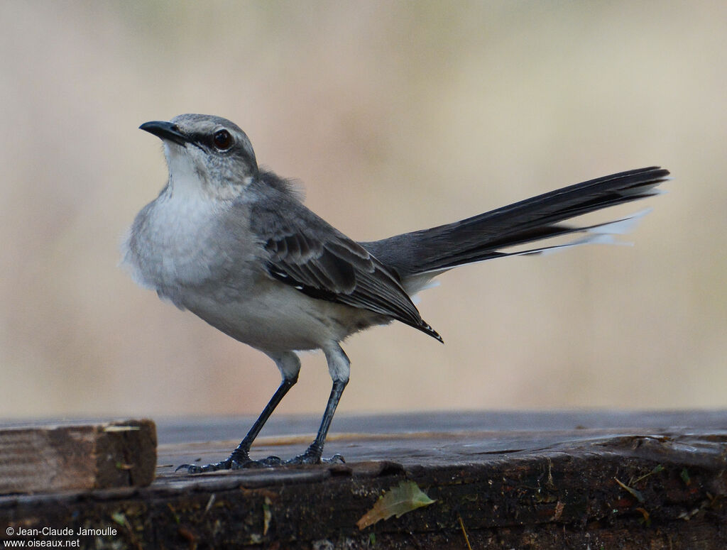 Tropical Mockingbird