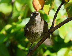 Scaly-breasted Thrasher