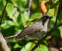 Scaly-breasted Thrasher