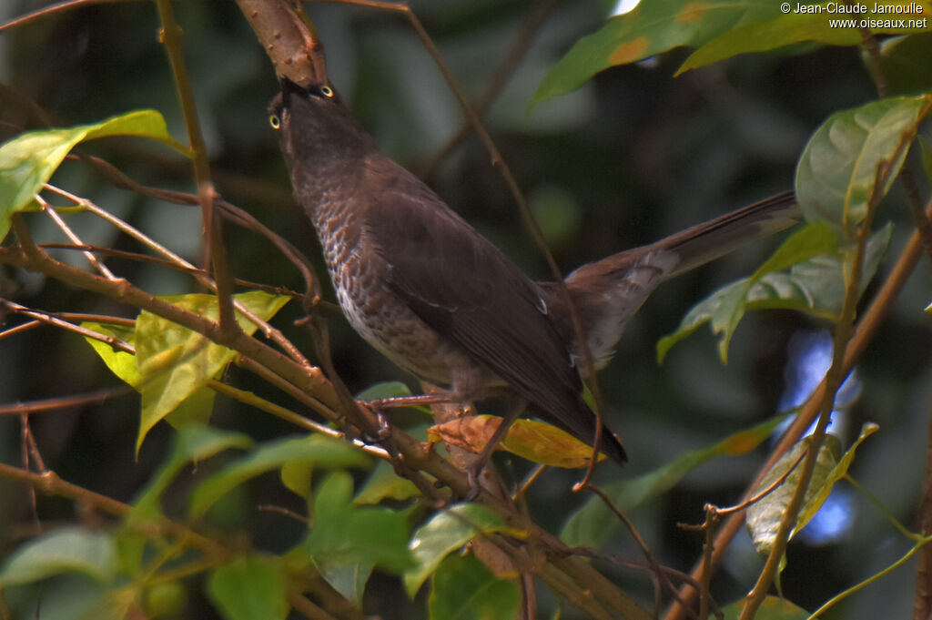 Scaly-breasted Thrasher