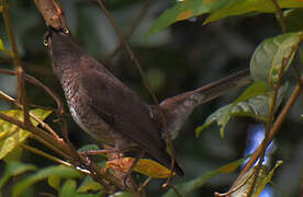 Scaly-breasted Thrasher